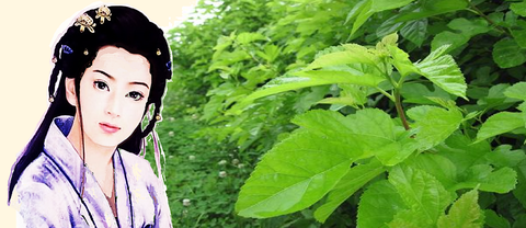 桑摘女00