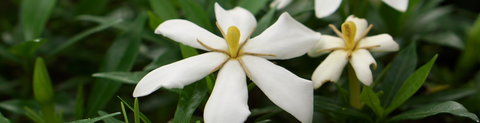 くちなしの花