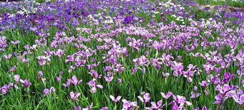 菖蒲02