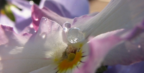 雨上がりの花03