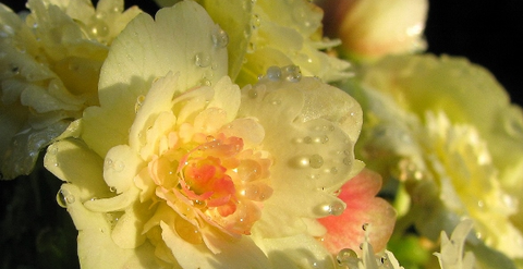 雨上がりの花07