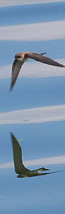 江上のツバメ02