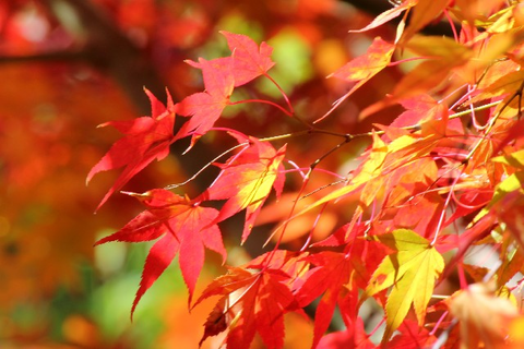 紅葉003