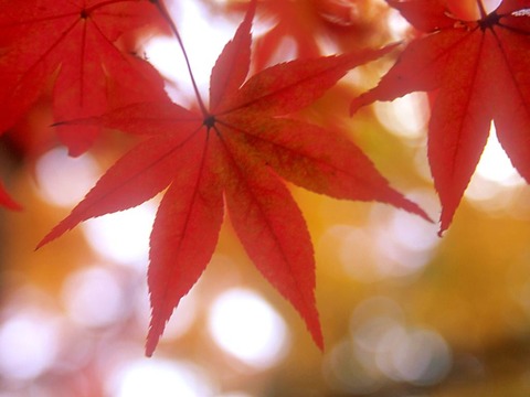Flower1-004
