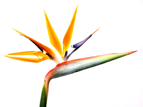 pla015