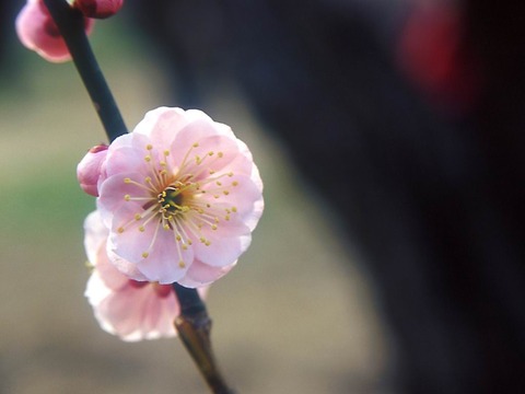 Flower1-005