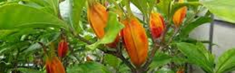 くちなしの実01