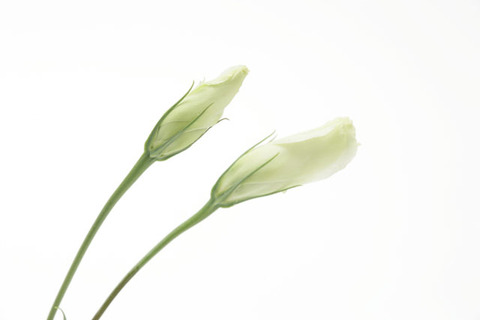 pla014