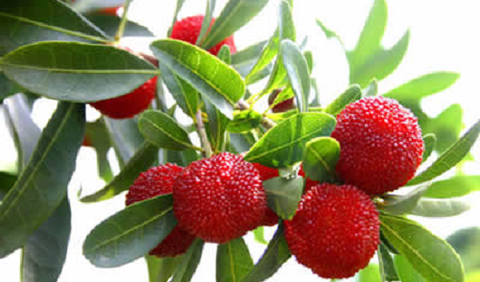 楊梅ヤマモモ000