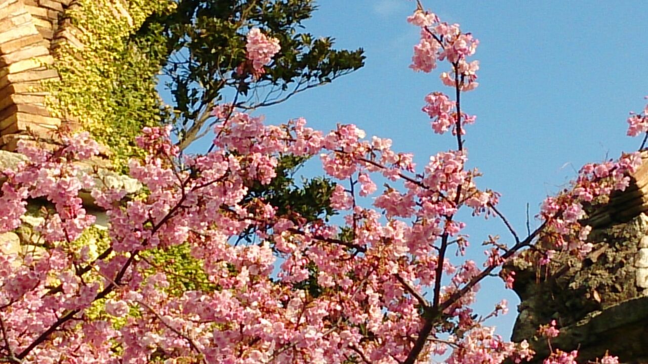 河津桜 舞浜からの春便り 空を向いて歩こう と旅と思うこと 河津桜 舞浜からの春便り 空を向いて歩こう と旅と思うこと