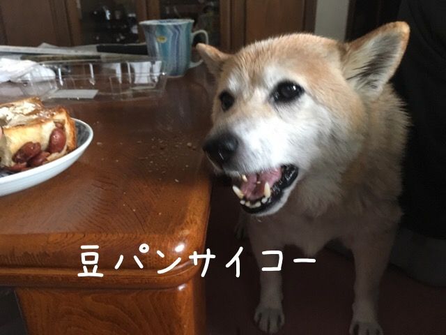 お久しぶりです 柴犬カンチの足跡日記