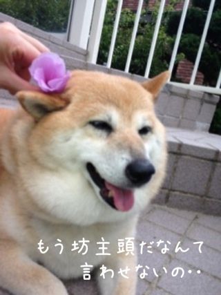 坊主頭のlove 柴犬カンチの足跡日記 坊主頭のlove 柴犬カンチの足跡日記