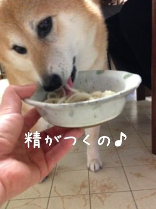 哀しみのアザラシ 柴犬カンチの足跡日記