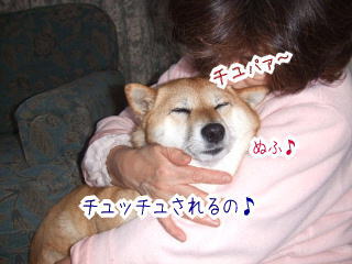 ラブリー柴犬 子供 仲良し かわいい子供たちの画像