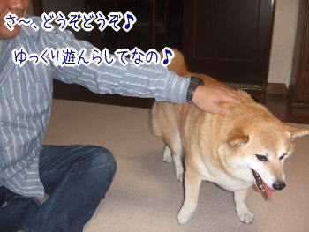 かわいいわんこが集まるサイト こんにちわんこ 柴犬カンチの足跡日記 かわいいわんこが集まるサイト こんにちわんこ 柴犬カンチの足跡日記