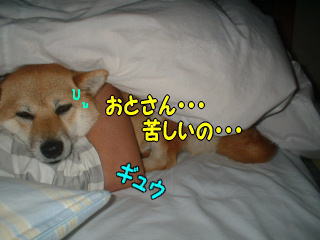 我家の約束事 柴犬カンチの足跡日記