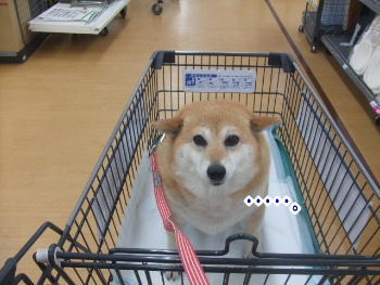 かわいいわんこが集まるサイト こんにちわんこ 柴犬カンチの足跡日記 かわいいわんこが集まるサイト こんにちわんこ 柴犬カンチの足跡日記