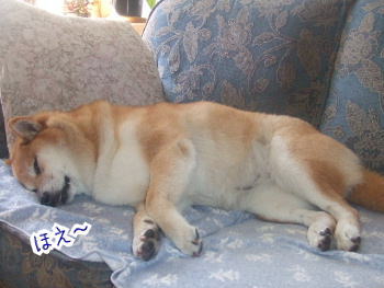 セーブ 性的 休暇 柴犬 夏バテ Energetic Therapy Net セーブ 性的 休暇 柴犬 夏バテ Energetic Therapy Net