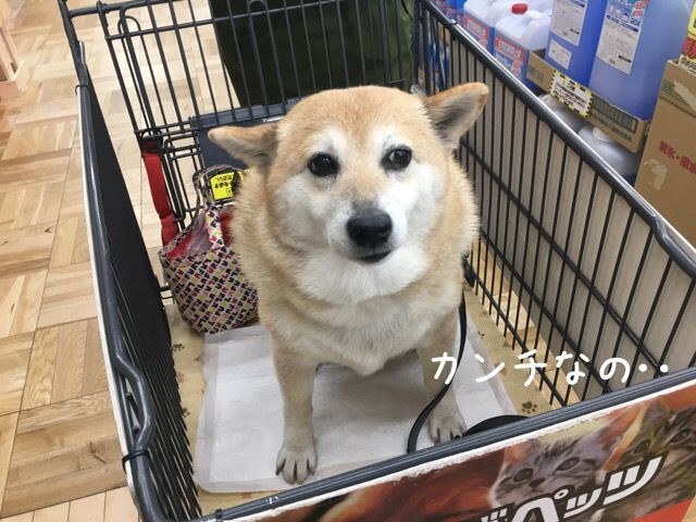 犬種は カンチ 柴犬カンチの足跡日記