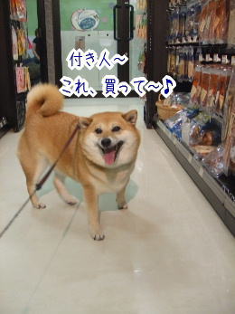 おデブの悲劇 柴犬カンチの足跡日記