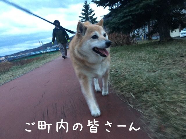犬種は カンチ 柴犬カンチの足跡日記