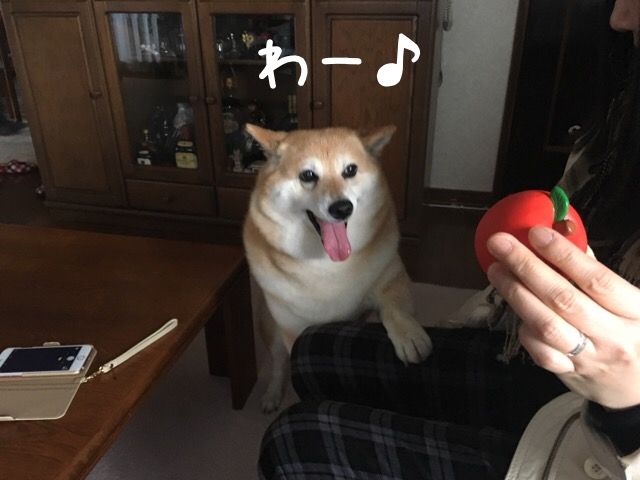 欲しくて 欲しくて 柴犬カンチの足跡日記