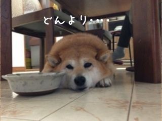 赤面 振りかける アダルト 柴犬 カンチ テレビ Arbeidsledig Net