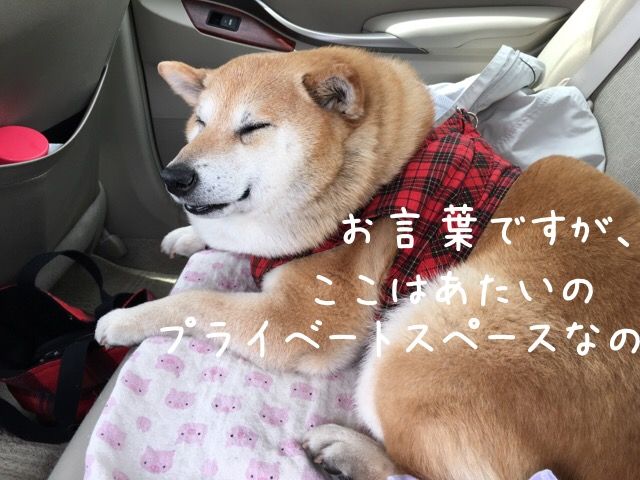 チーム カンチで お出かけ 柴犬カンチの足跡日記