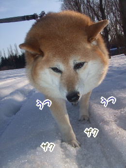 かわいいわんこが集まるサイト こんにちわんこ 柴犬カンチの足跡日記 かわいいわんこが集まるサイト こんにちわんこ 柴犬カンチの足跡日記