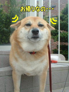 お土産 プリーズ 柴犬カンチの足跡日記