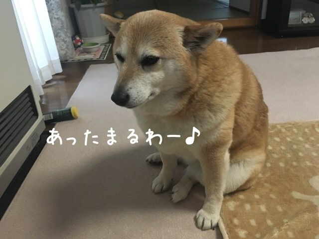 寒がりさんの食いしん坊 柴犬カンチの足跡日記 寒がりさんの食いしん坊 柴犬カンチの足跡日記