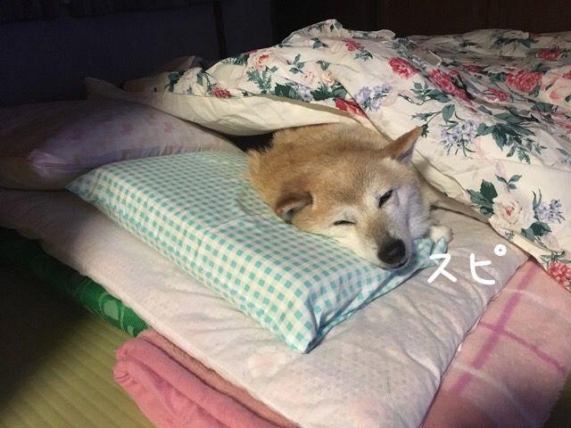 お久しぶりです 柴犬カンチの足跡日記 お久しぶりです 柴犬カンチの足跡日記