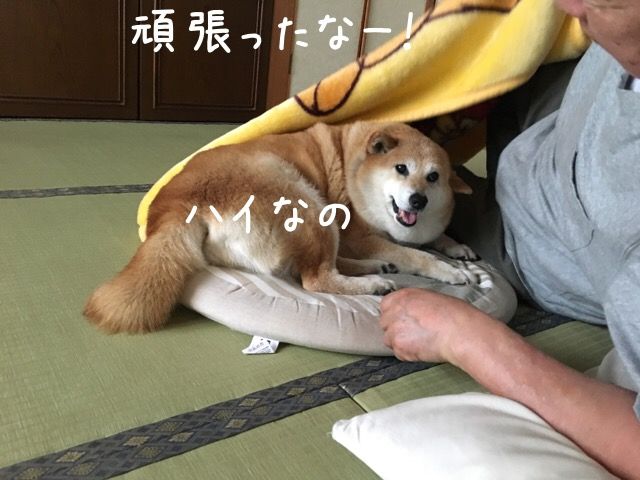 お耳の話 柴犬カンチの足跡日記