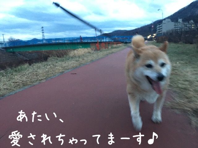 犬種は カンチ 柴犬カンチの足跡日記