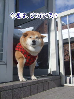 柴犬カンチの足跡日記 14年03月04日 Livedoor Blog ブログ