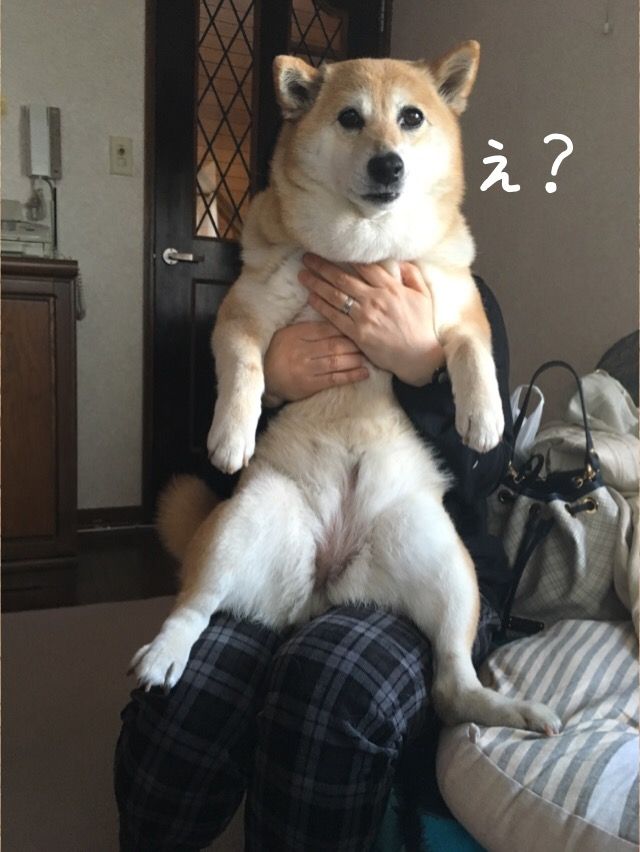 抱きしめたい 柴犬カンチの足跡日記 抱きしめたい 柴犬カンチの足跡日記