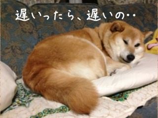 哀しみのアザラシ 柴犬カンチの足跡日記