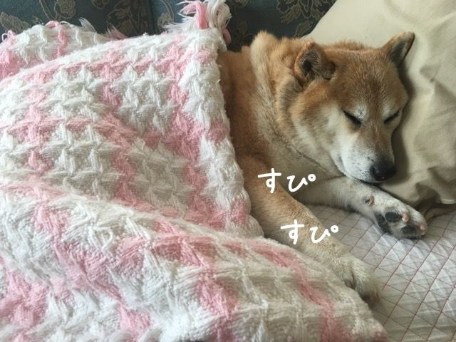 寒がりさんの食いしん坊 柴犬カンチの足跡日記 寒がりさんの食いしん坊 柴犬カンチの足跡日記