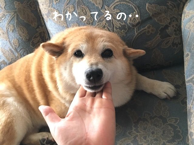 お耳の話 柴犬カンチの足跡日記