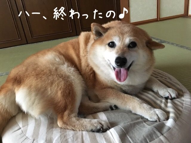 お耳の話 柴犬カンチの足跡日記