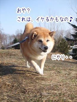 アザラシちゃんの危機 柴犬カンチの足跡日記 アザラシちゃんの危機 柴犬カンチの足跡日記