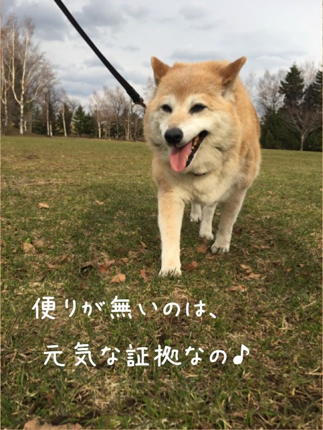 元気なおデブ生活 柴犬カンチの足跡日記