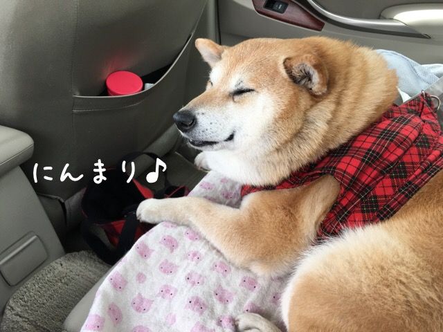 チーム カンチで お出かけ 柴犬カンチの足跡日記