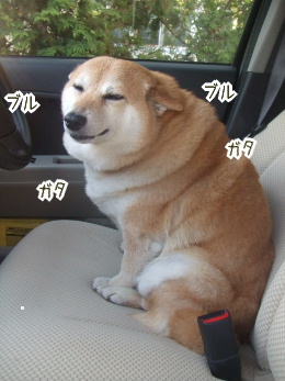 頑張りました 柴犬カンチの足跡日記 頑張りました 柴犬カンチの足跡日記