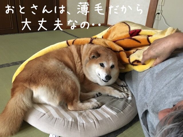 お耳の話 柴犬カンチの足跡日記