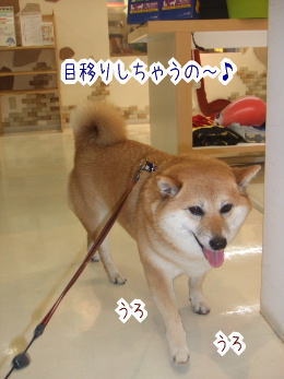おデブの悲劇 柴犬カンチの足跡日記