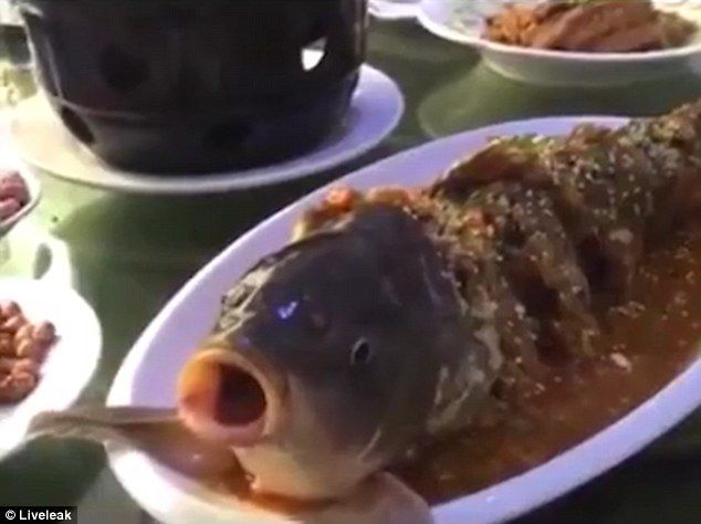 動画 料理されて顔だけになった魚に酒を飲ませる中国人が話題に 動画 料理されて顔だけになった魚に酒を飲ませる中国人が話題に