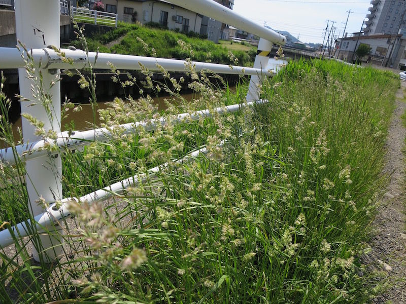 そろそろ カモガヤ花粉症の時期です 神田耳鼻咽喉科 院長のブログ 時々釣り日記 昆虫飼育 そろそろ カモガヤ花粉症の時期です 神田耳鼻咽喉科 院長のブログ 時々釣り日記 昆虫飼育