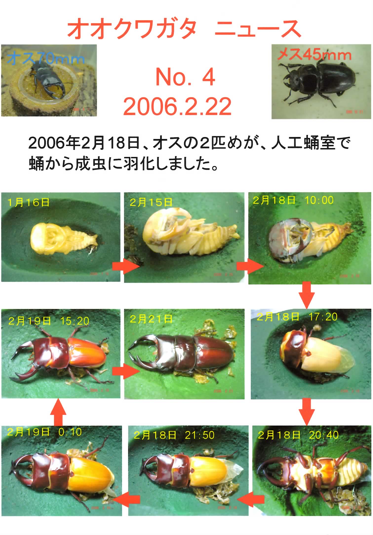 オオクワガタの羽化 神田耳鼻咽喉科 院長のブログ 時々釣り日記 昆虫飼育
