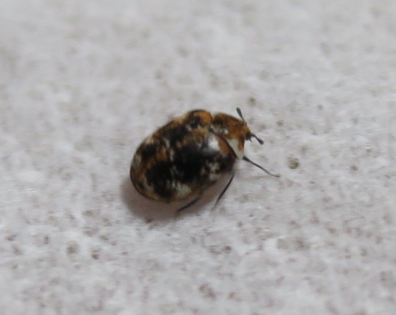 ヒメマルカツオブシムシの成虫 神田耳鼻咽喉科 院長のブログ 時々釣り日記 昆虫飼育 ヒメマルカツオブシムシの成虫 神田耳鼻咽喉科 院長のブログ 時々釣り日記 昆虫飼育